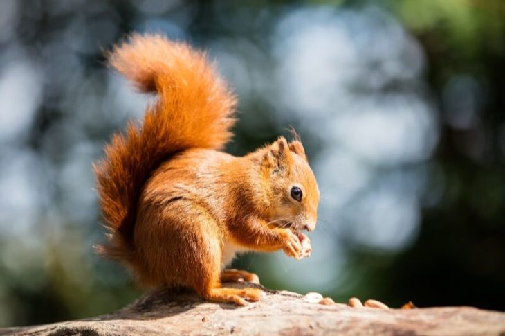 Red Squirrel