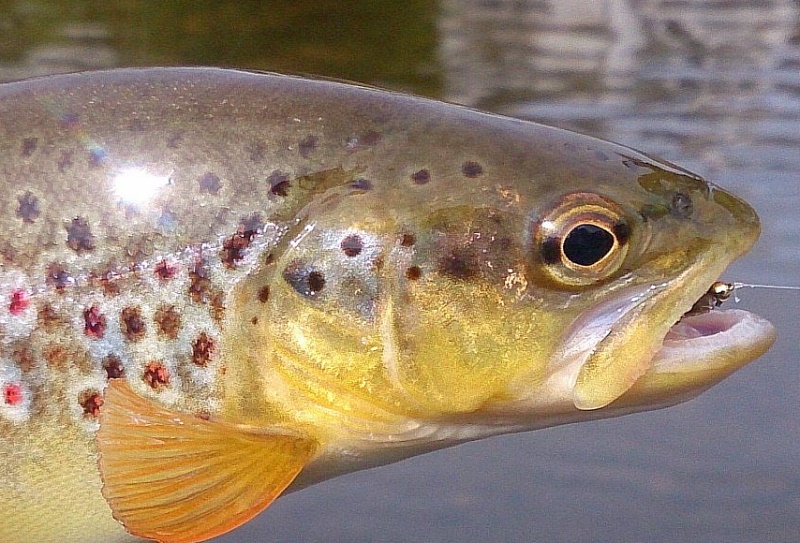 Trout fishing Powys Wales 