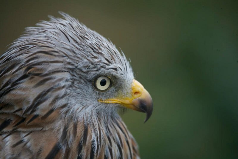 red kites mid wales Gigrin Farm