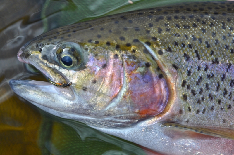 Fly Fishing in Wales: Year Round Sport at Lake Country House