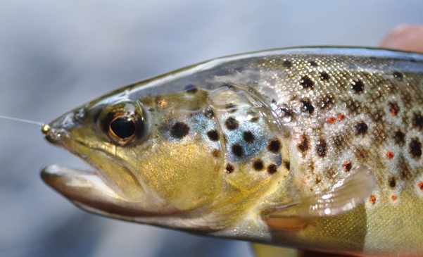 Fly Fishing in Wales: Year Round Sport at Lake Country House