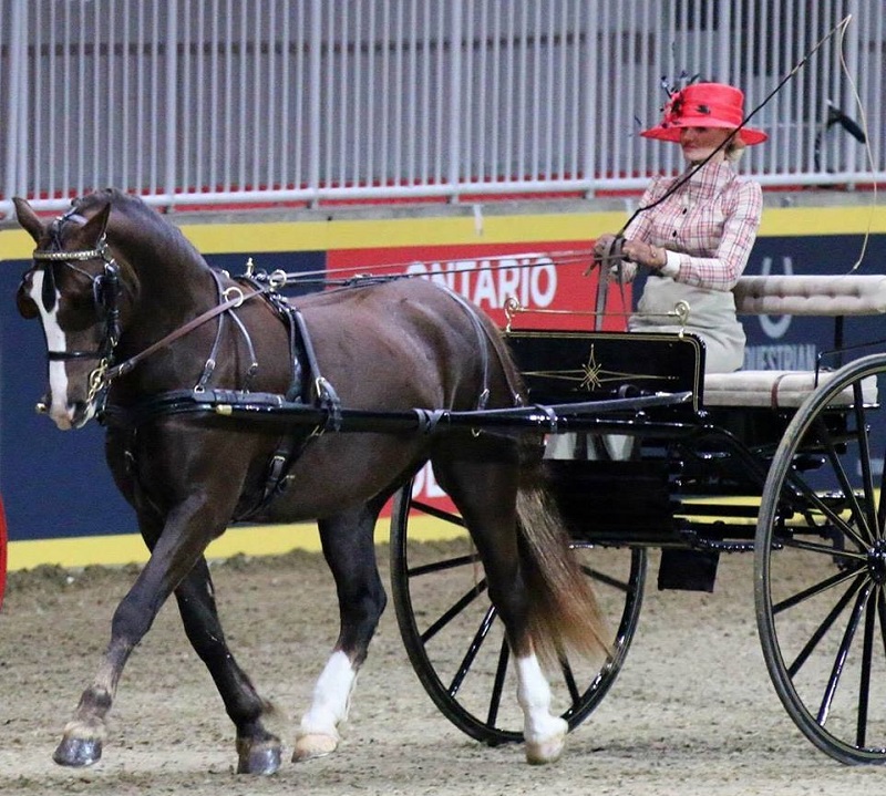 Royal Welsh Show Builth Wells 