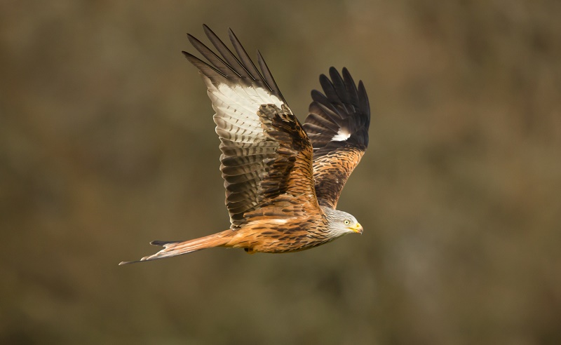 Red Kites Wales 