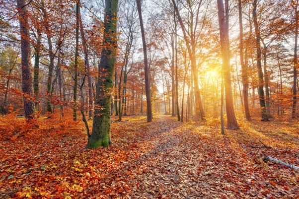 Autumn in Wales